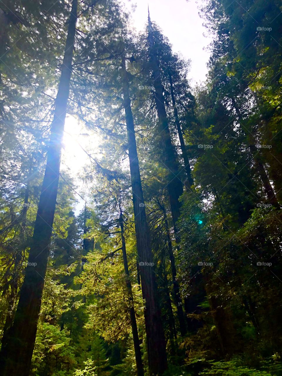 Redwoods 