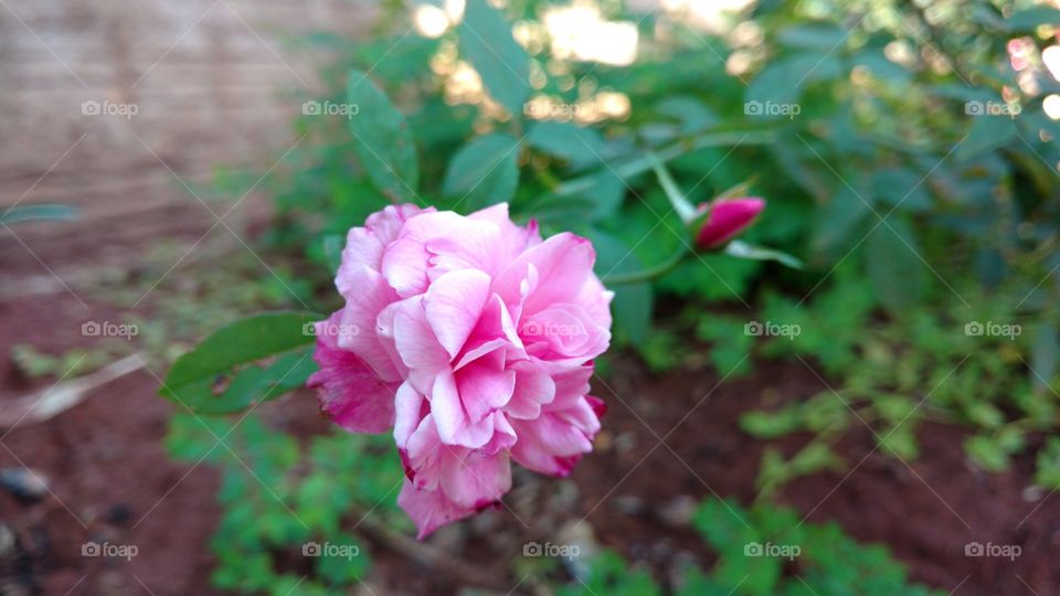 As lindas rosas nos mais singelos jardins da vida.