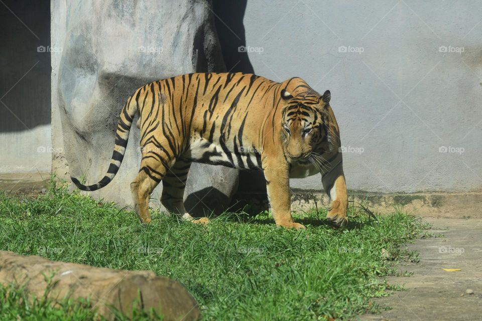 wildlife tiger wolking with hungry at zoo dehiwela sri Lanka