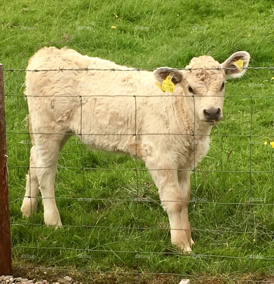 Baby calf