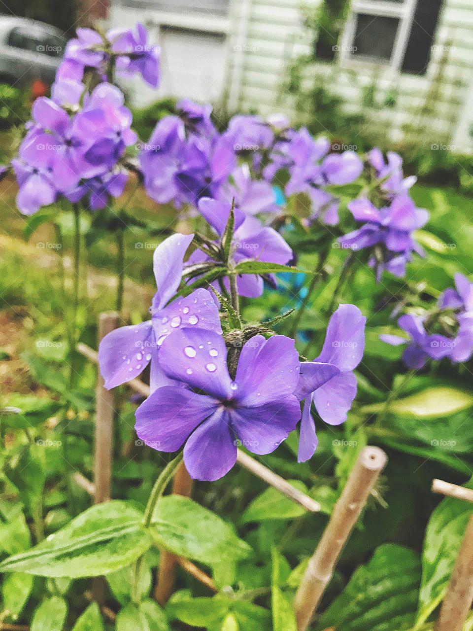 Water drop on flowers