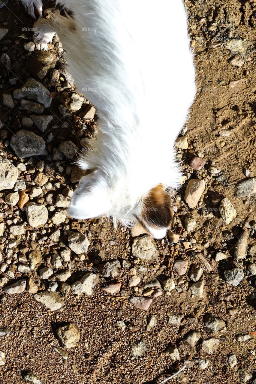 Little Dog from above