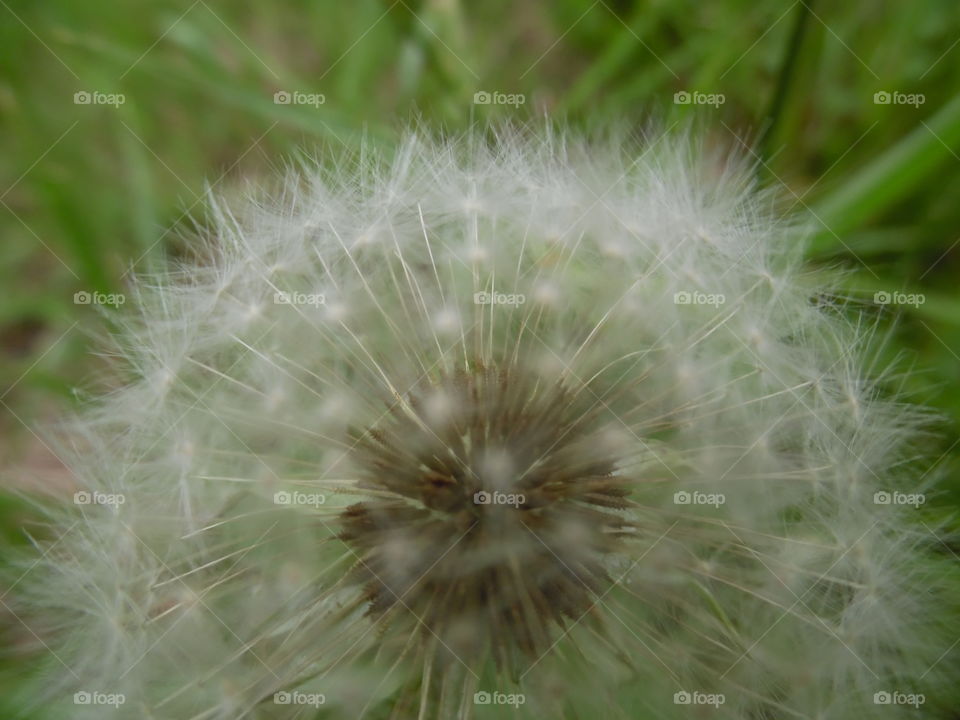 dandelion