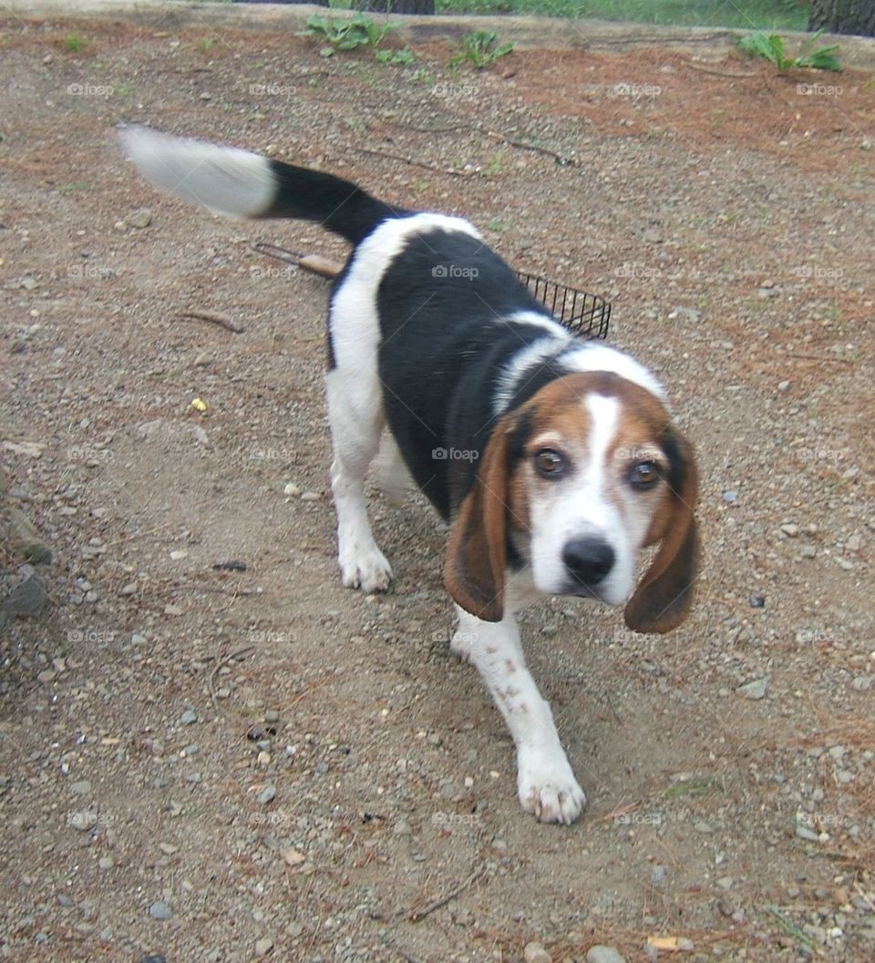 basset hound