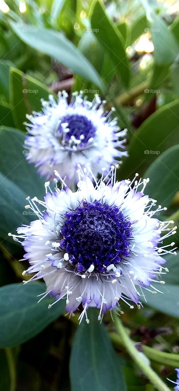 Globularia arabica