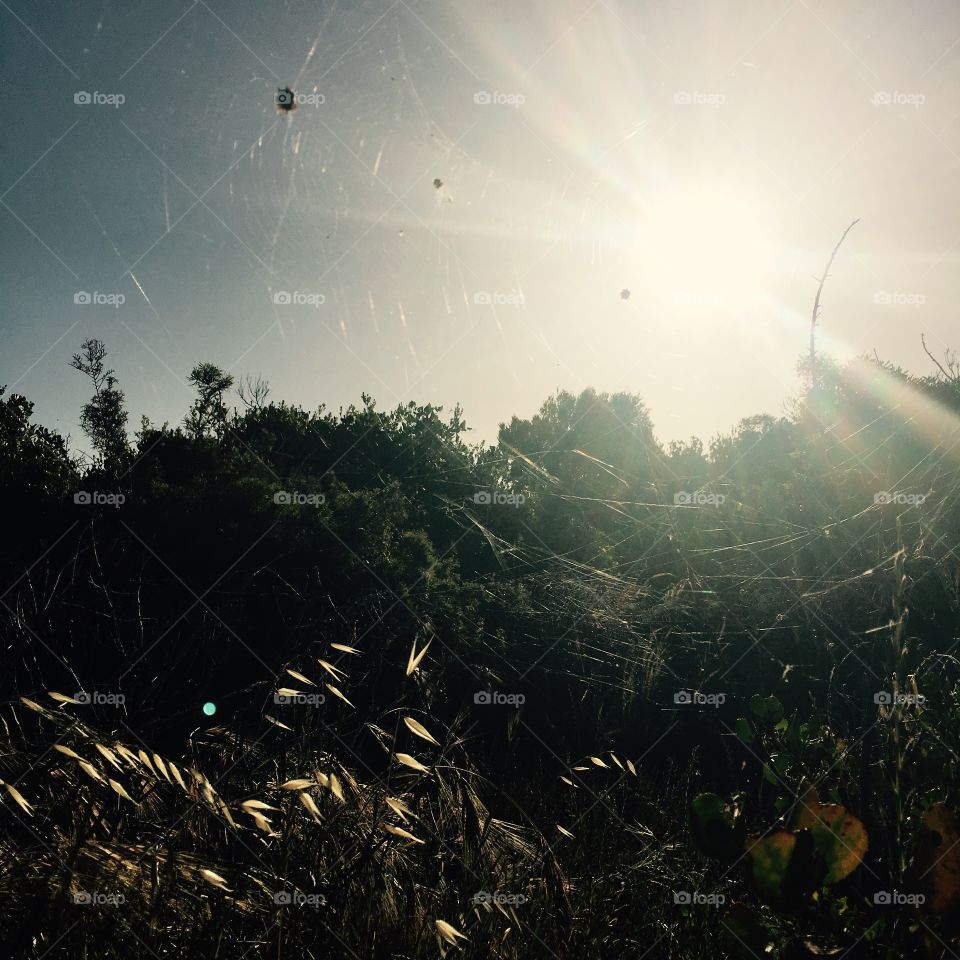 Spider web 