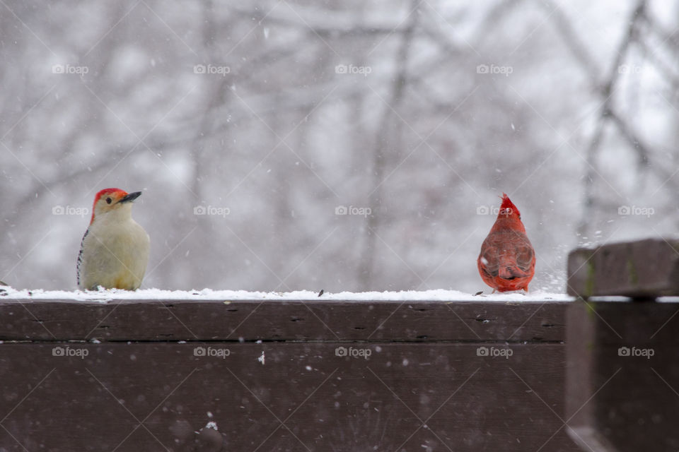 Woodpecker and a Cardinal