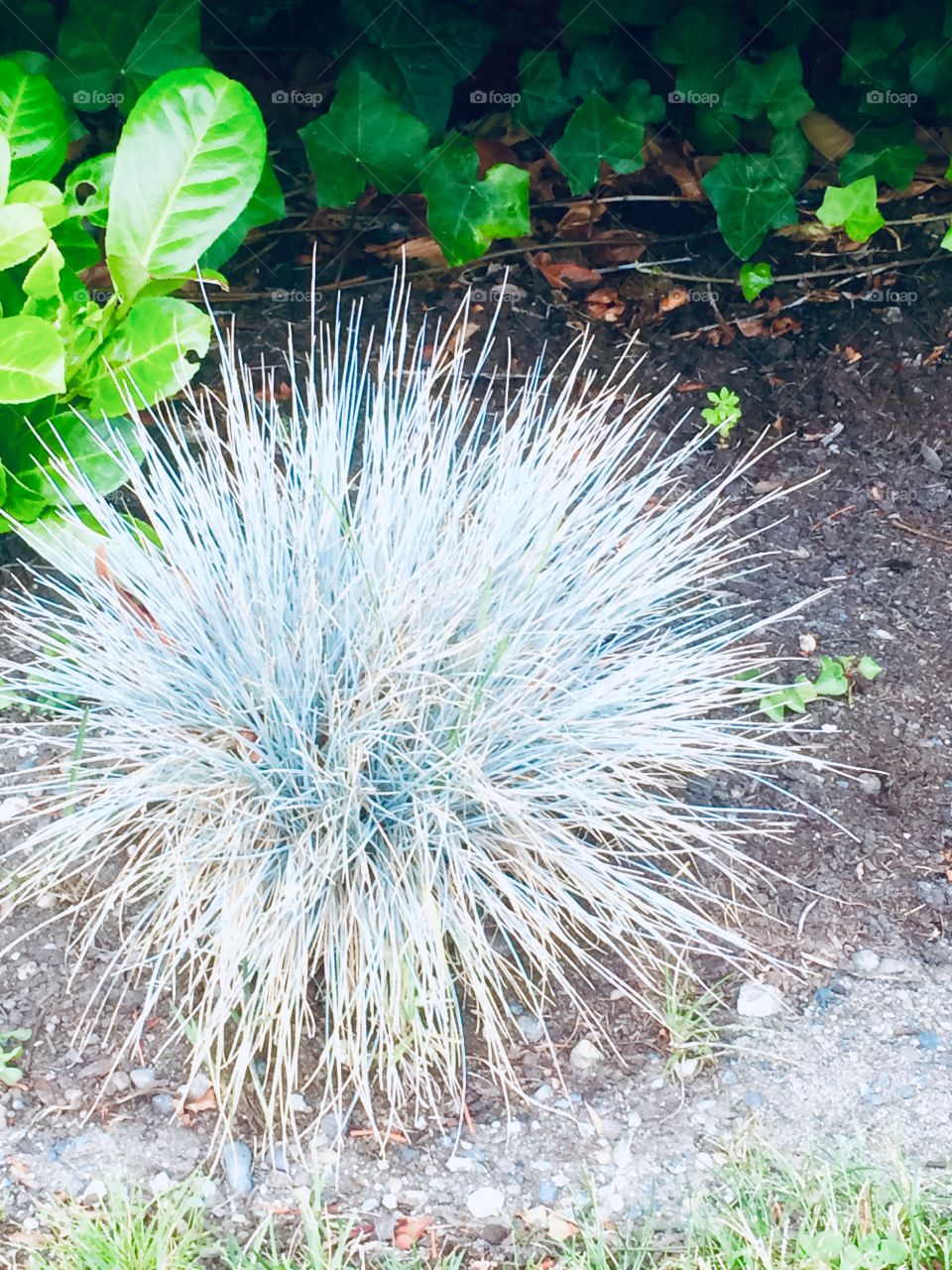Spiky plant