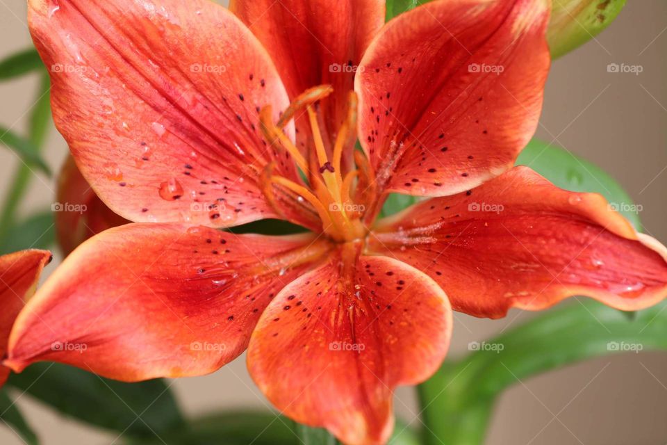 orange flower after rain