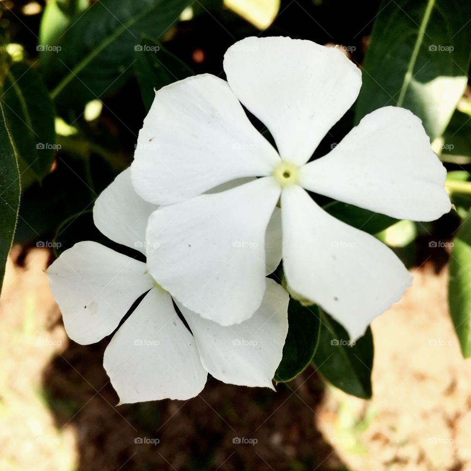 🌼#Flores do nosso #jardim, para alegrar e embelezar nosso dia!
#Jardinagem é nosso #hobby.
🌹
#flowers
#garden
#nature
#flor