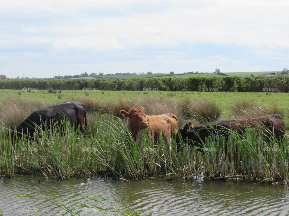 cows grazing in salt marshes at steart