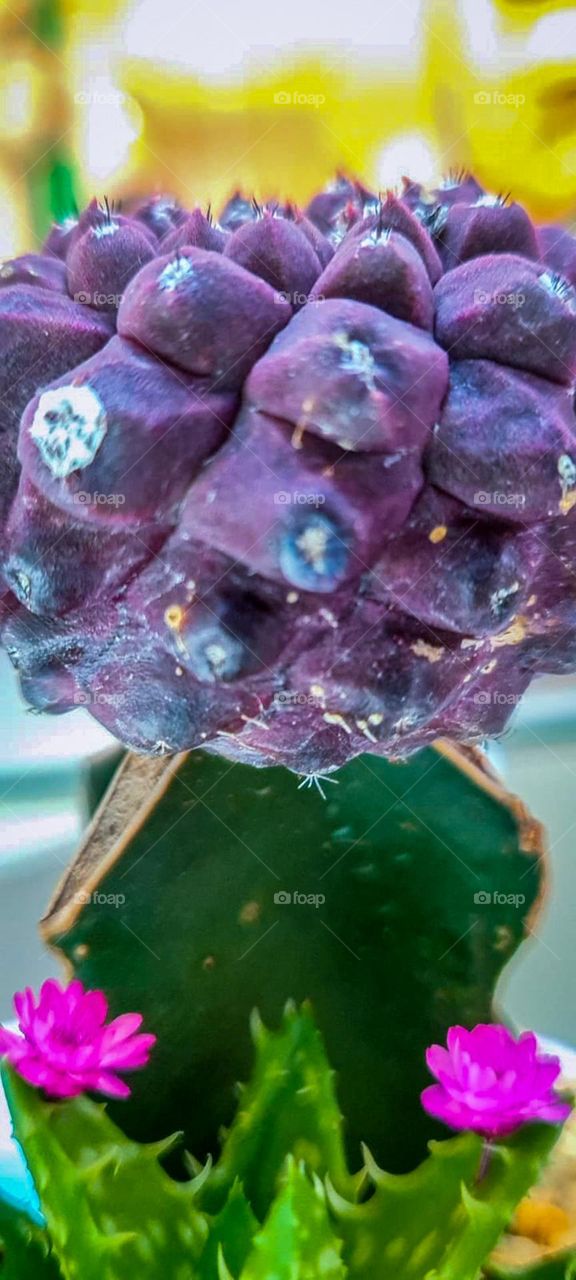 Beautiful purple color cactus with pink flower