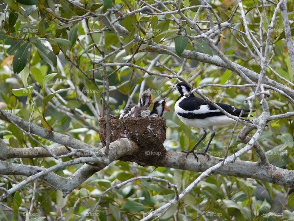 Bird Feeding Nesting Babies 