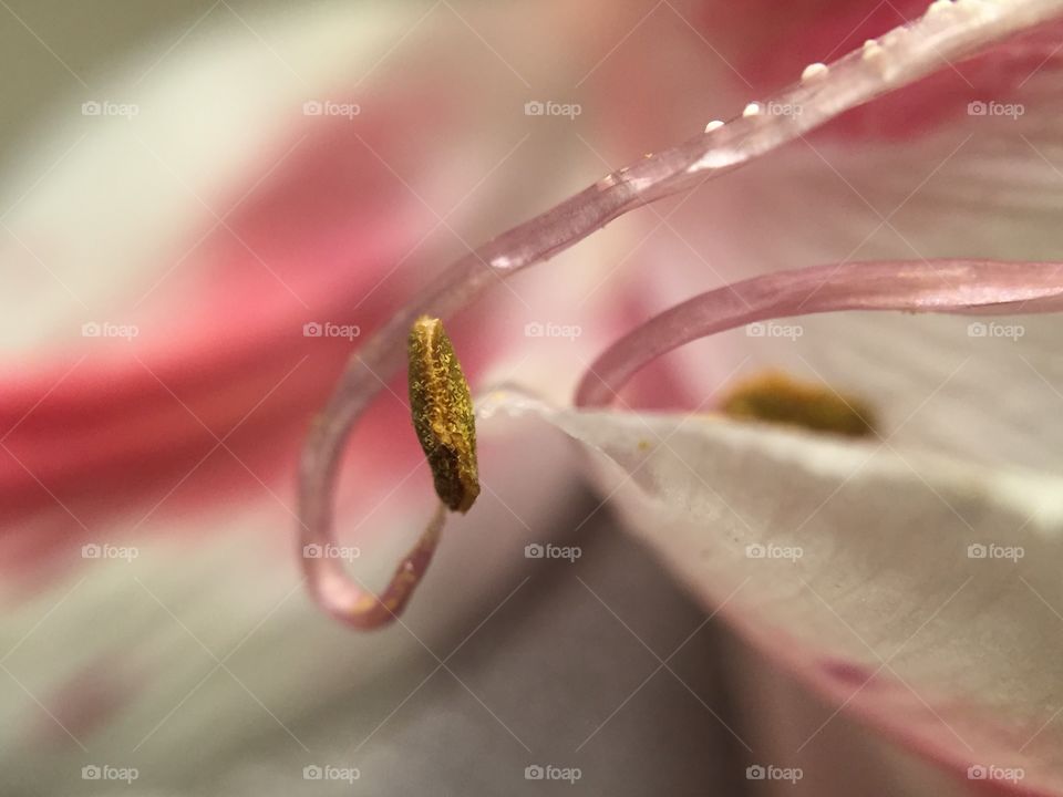 Extreme close-up of pink flower