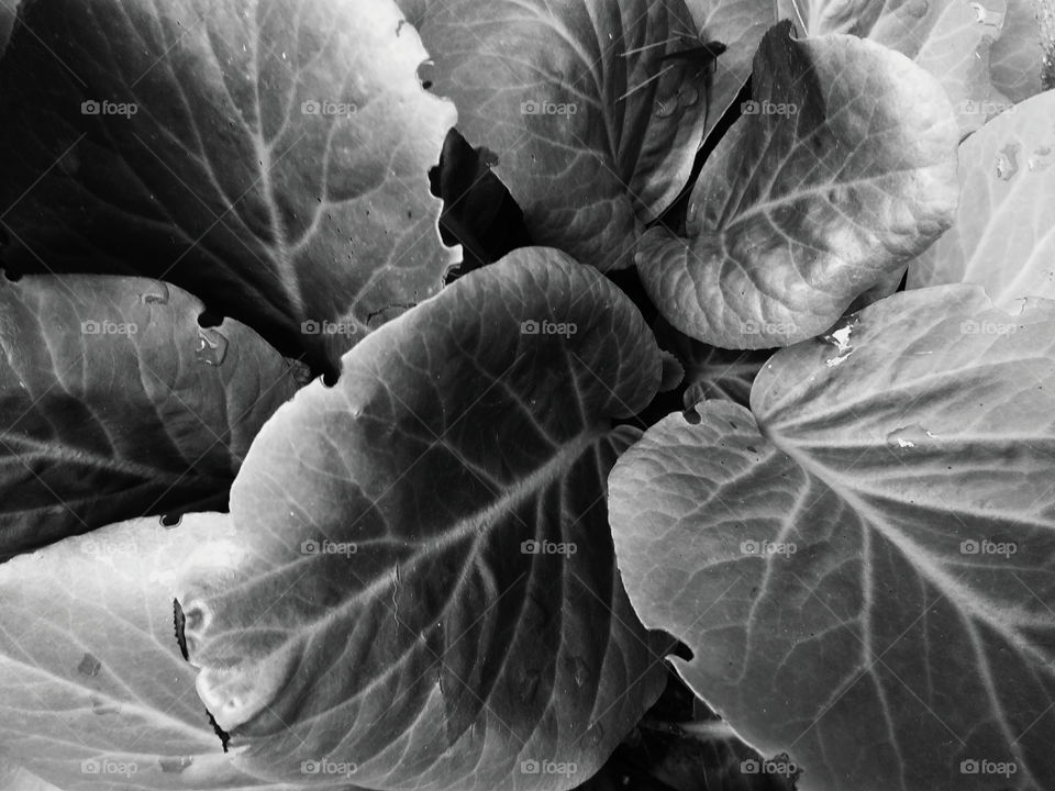 textured background of leaves of a plant