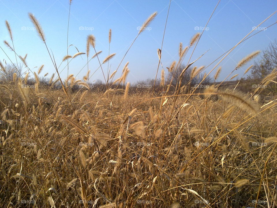 Gold field. Beginning of autumn