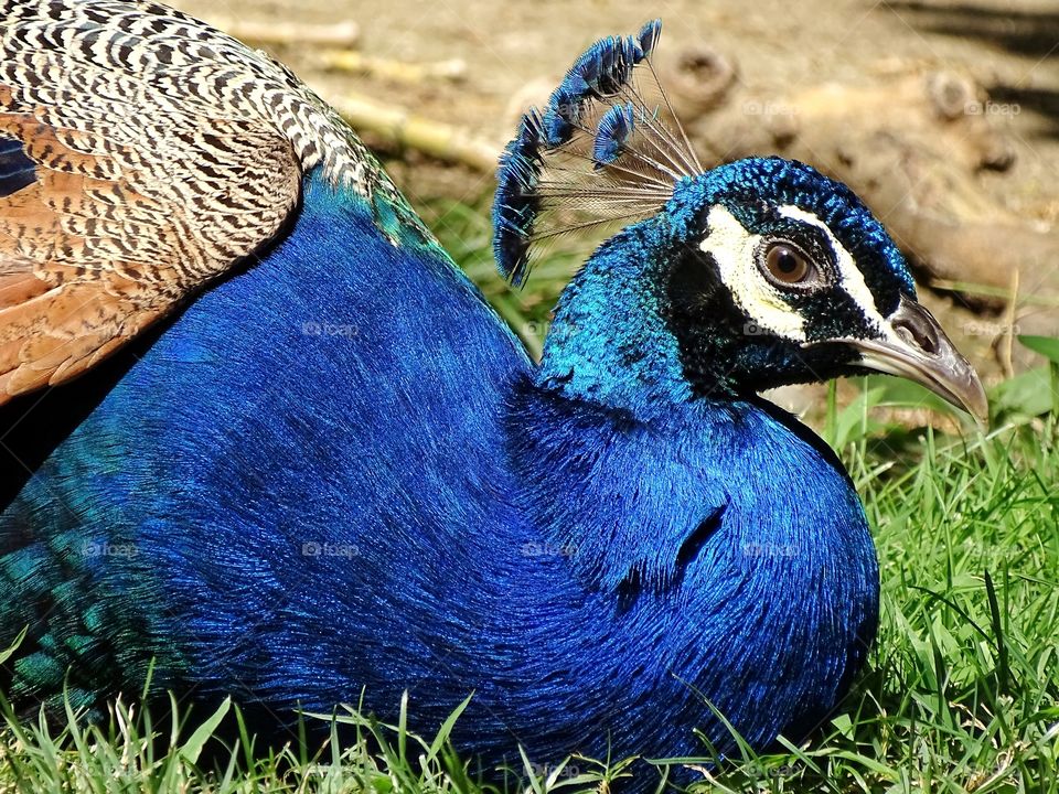 The beauty of the animal world