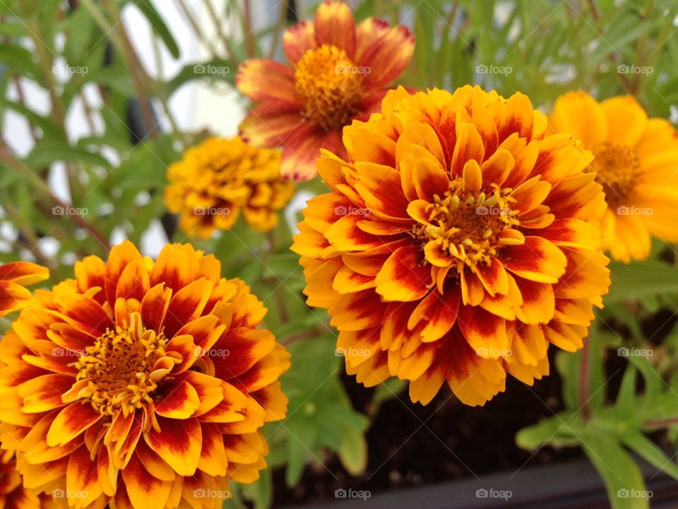 Zinnia Persian carpet. Zinnia Persian carpet look like a Tiger 