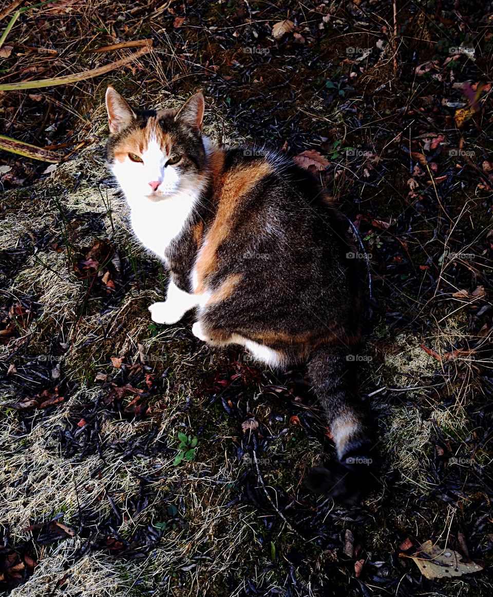 Tyson at waters edge. Cat at edge of pond