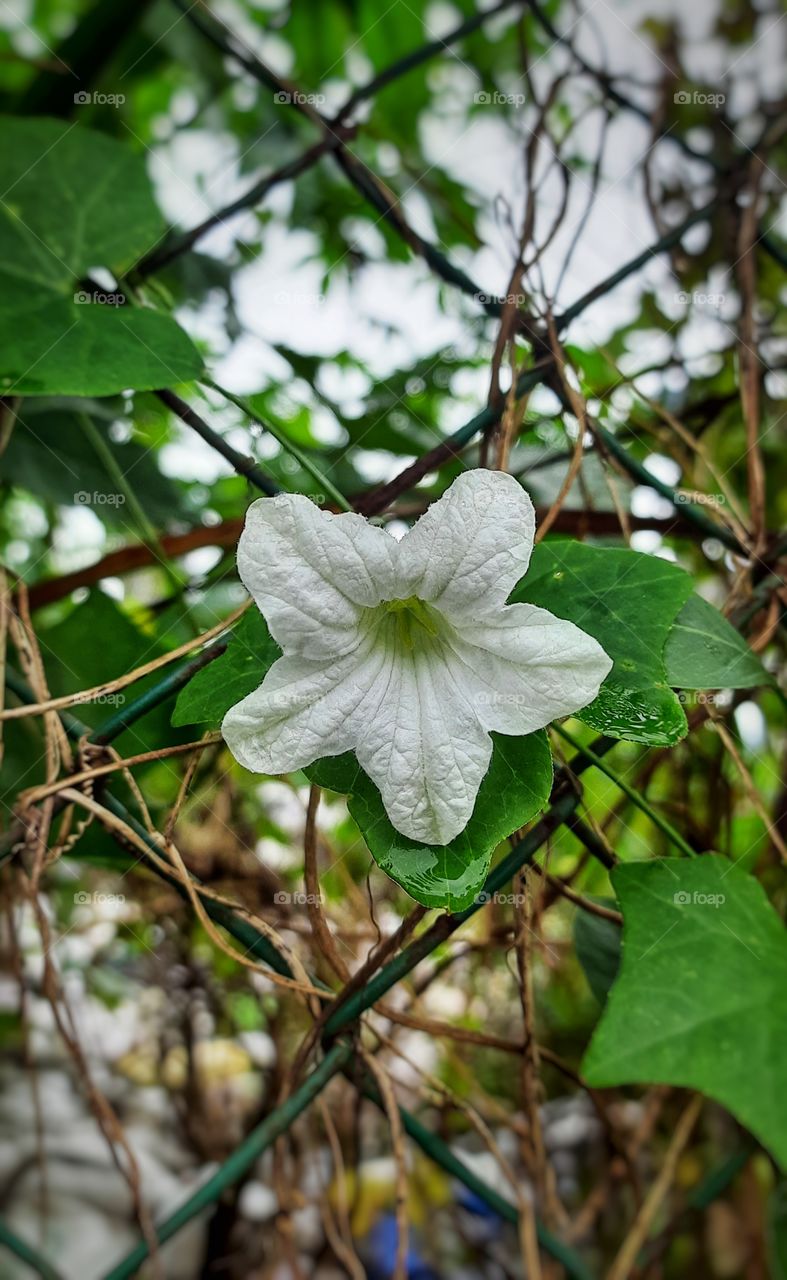 Beautiful White flower #Foap #OriginalContent