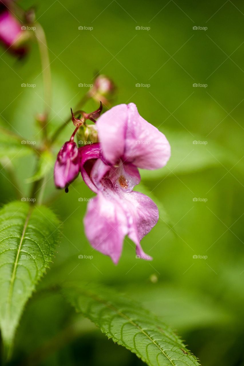 Violet flower blossoming close up background nature therapy impatience grandulifera royale summer feeling traveling exploring