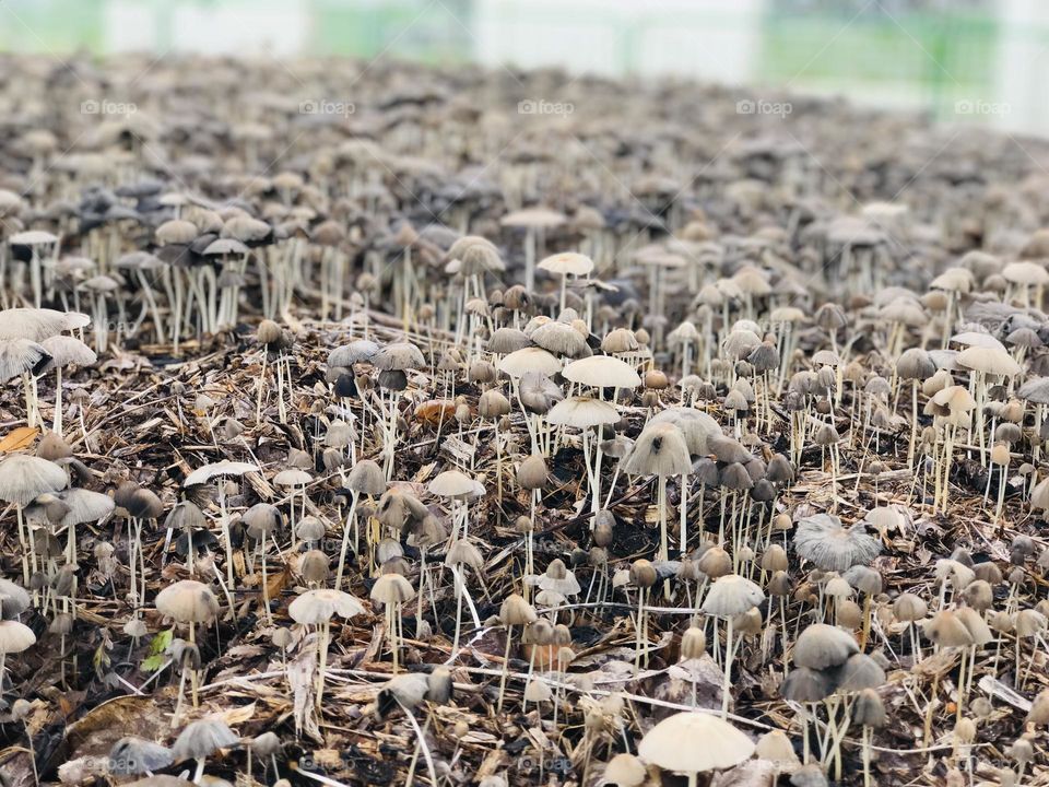 Mushrooms harvest, this rainy season is mushrooms harvest season.