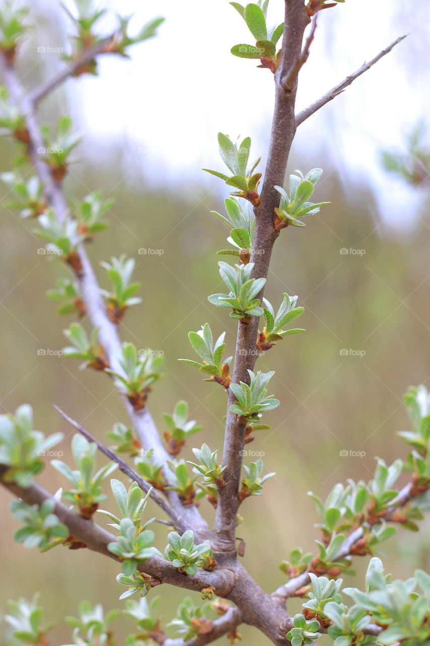 Young leaves on a spring blooming tree