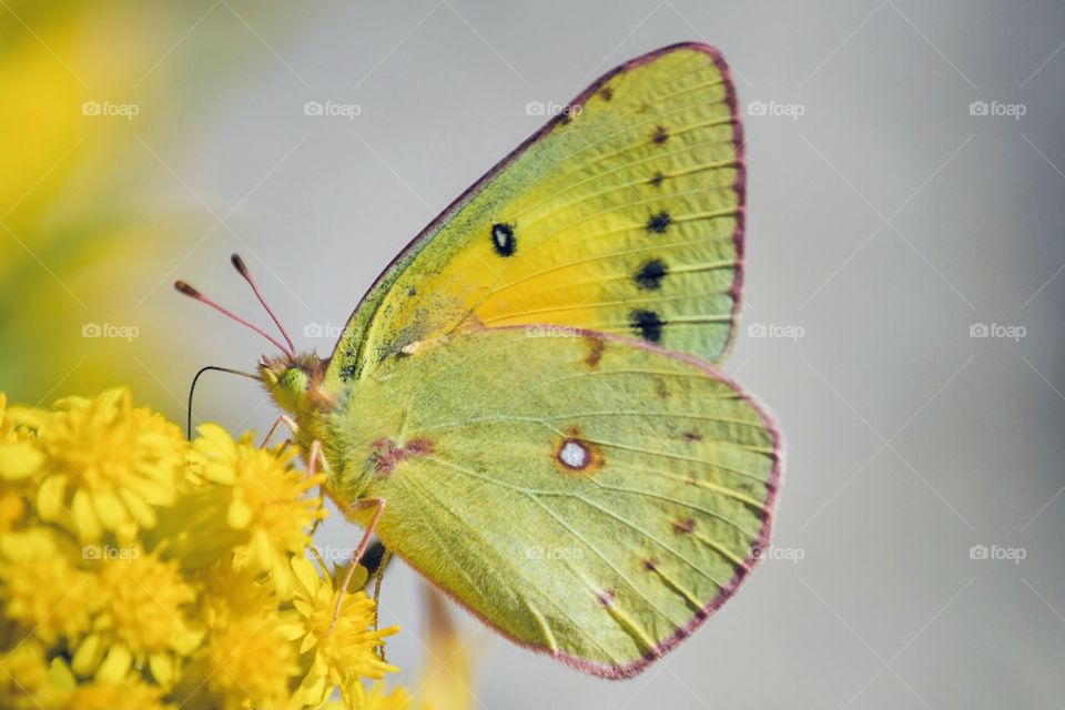 Clouded yellow butterfly on yellow flower 