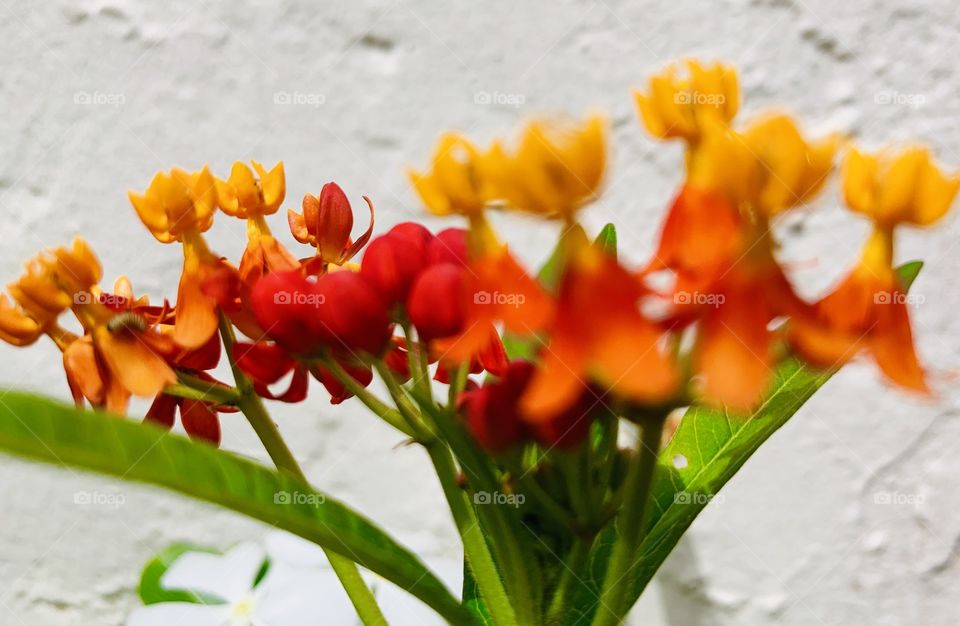 Orange flowers