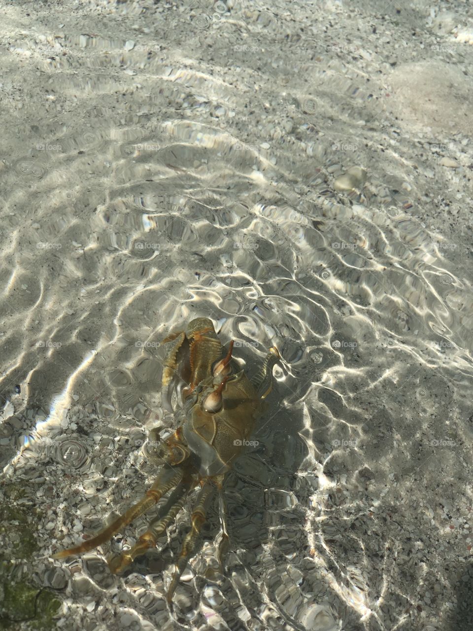 Beach crab are the free workers who clean the beach for tourists. Again she is taking shower in the sea after work. 