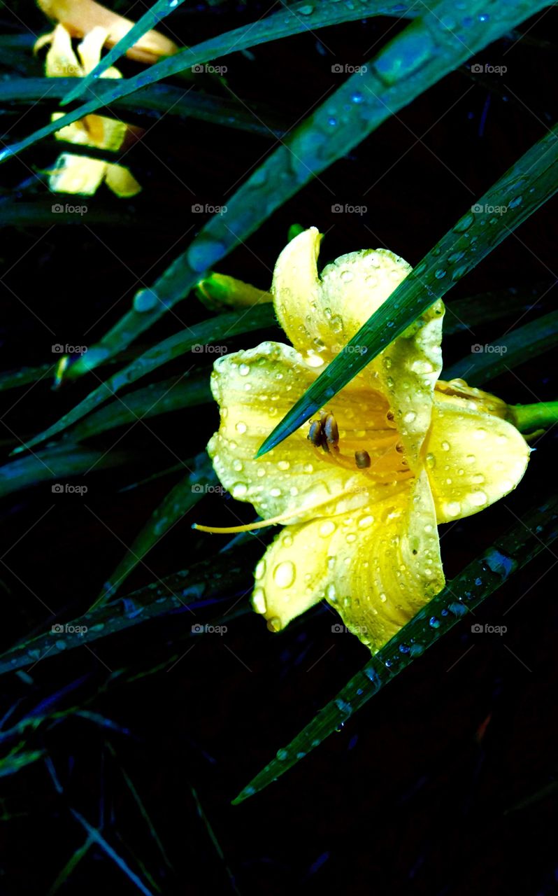 Lone flower. A flower growing up all alone.