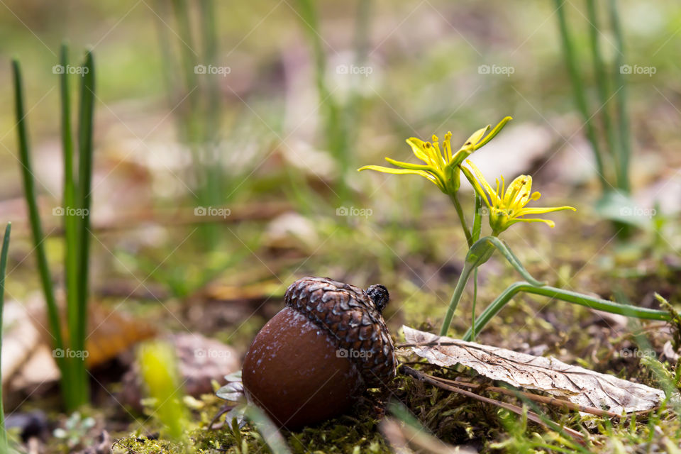 Acorn near the yellow flowers