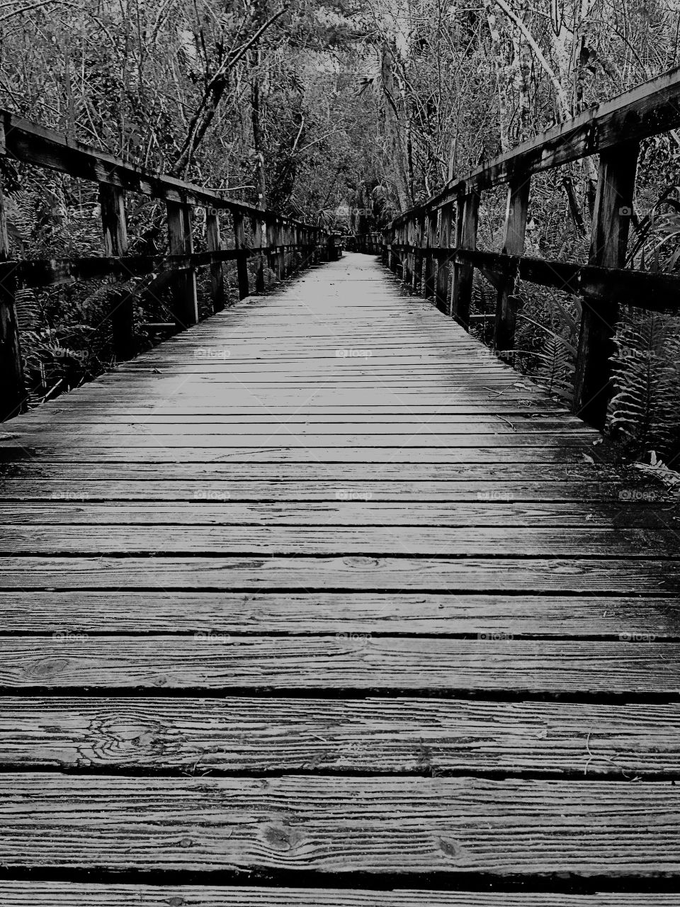 Boardwalk through the tropical forest in mysterious monochromatic tones.