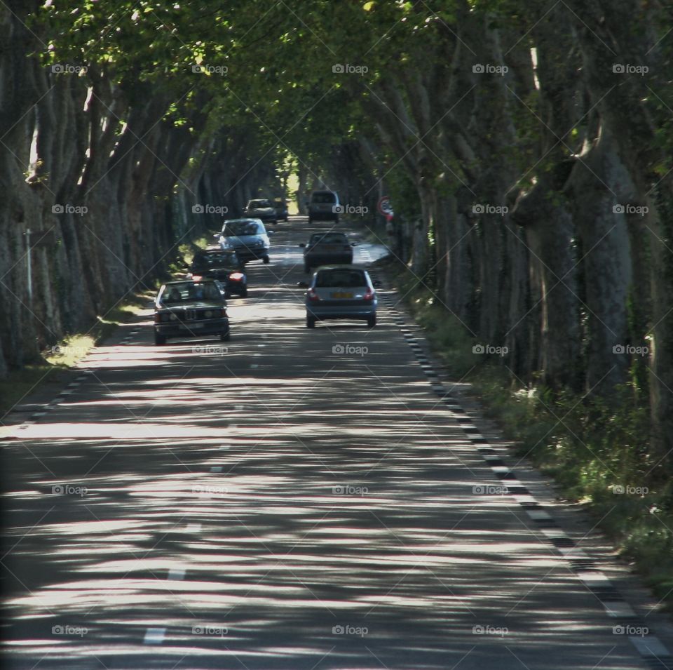 Trees tunnel 