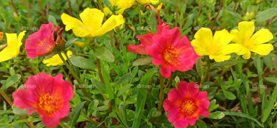 Flowers