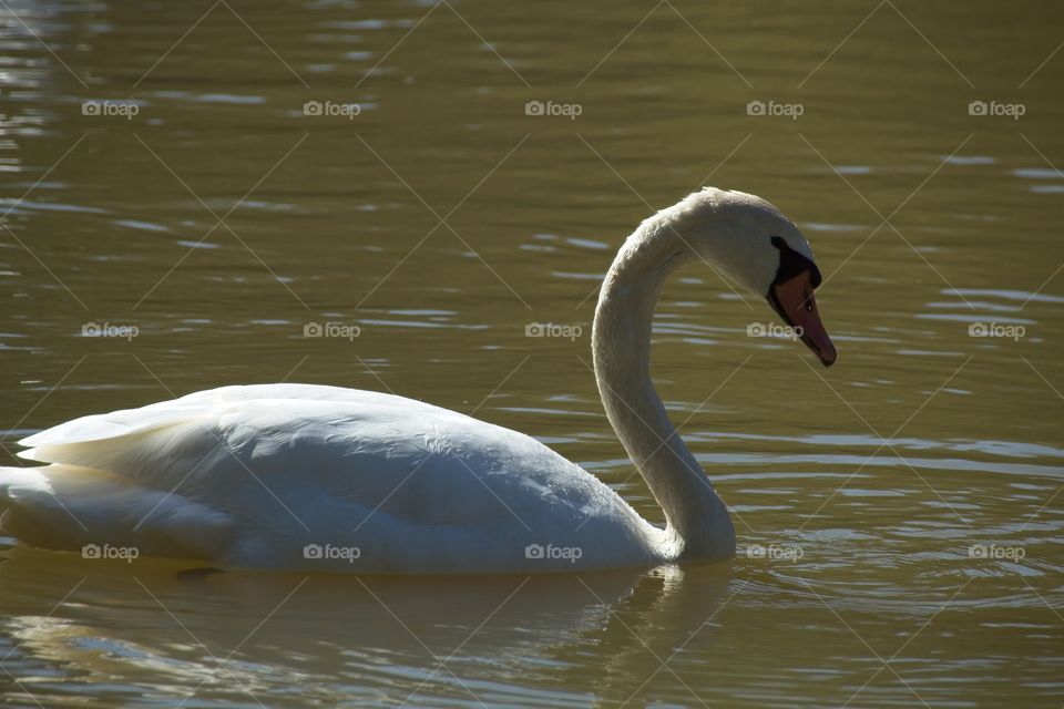 swans on the lake