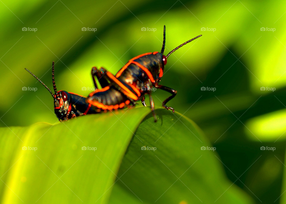 bug grasshopper grasshoppers by lightanddrawing