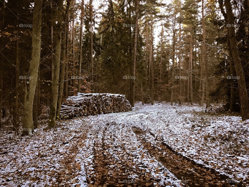 Scenic view of forest in winter