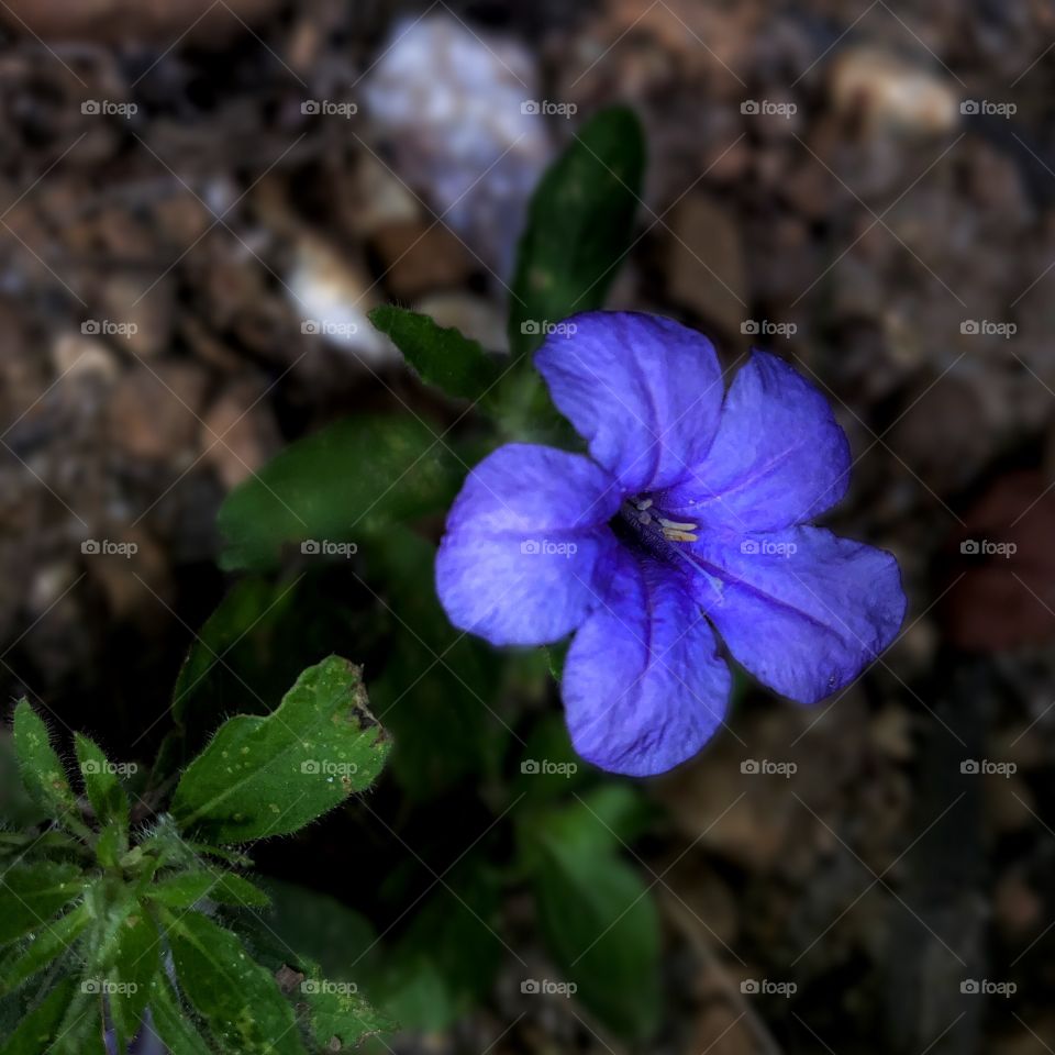 Small Flower 