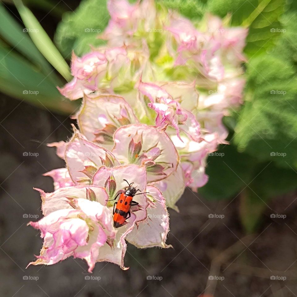 Red beetle on blooming salvia