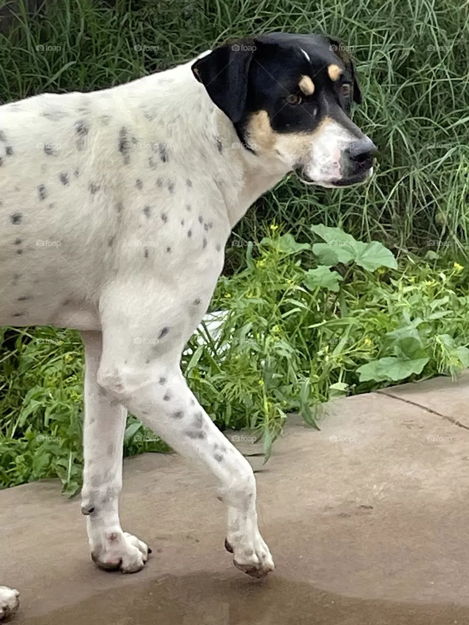 My Rescue