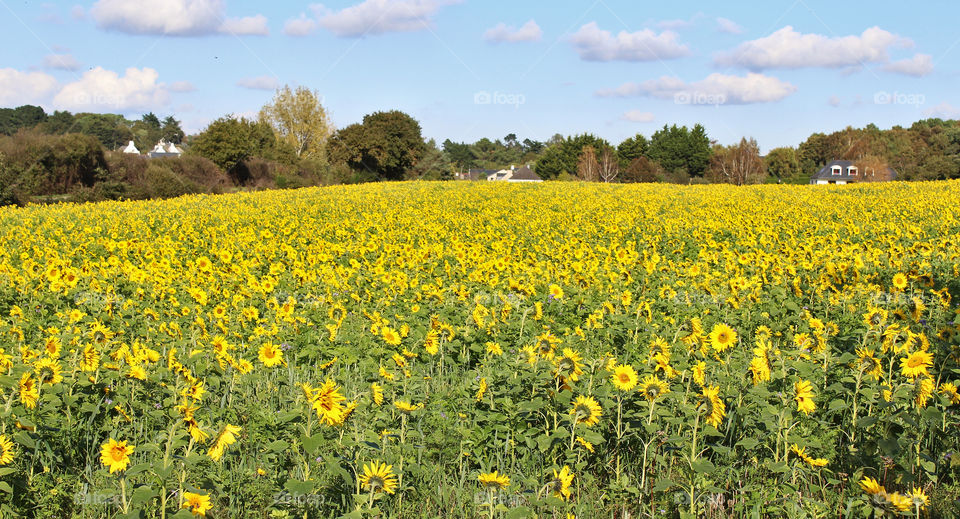 Gulf of Morbihan Brittany France