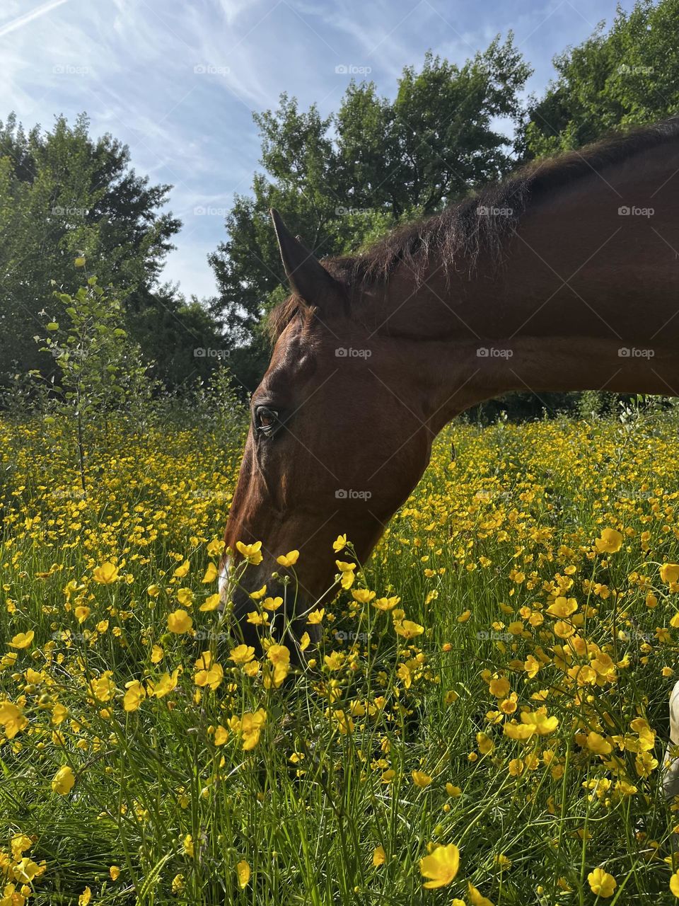 Brown horse in spring buttercup meadow 