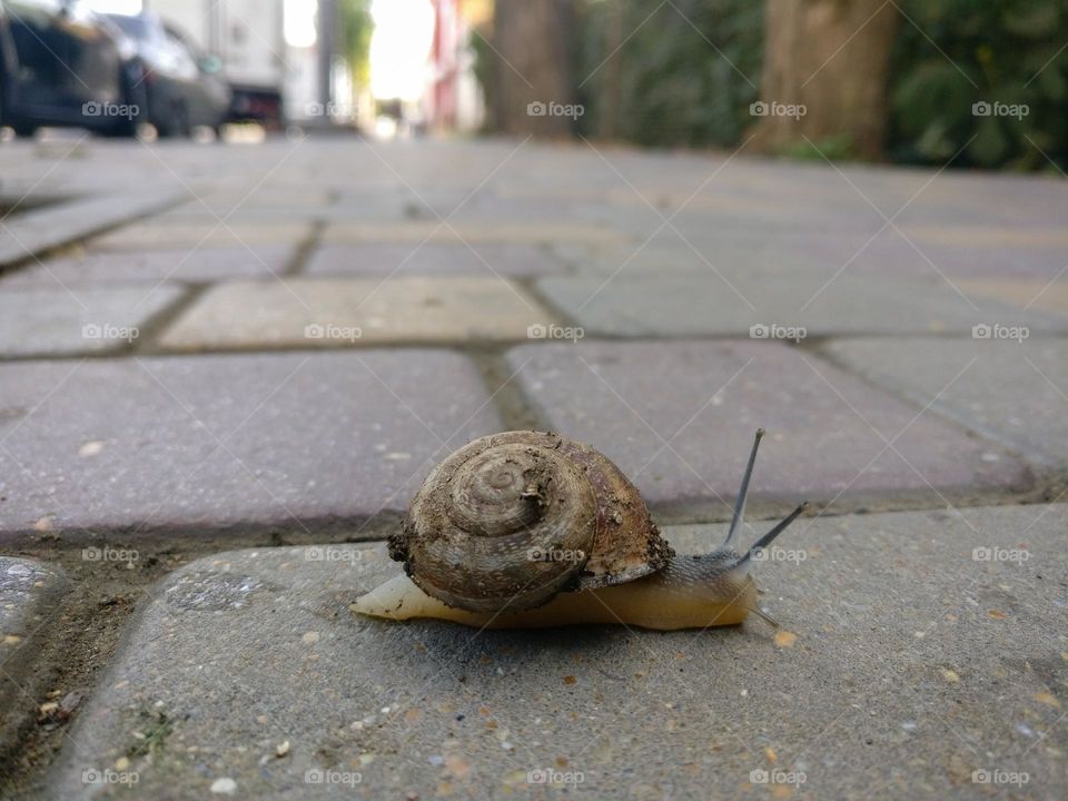 Snail