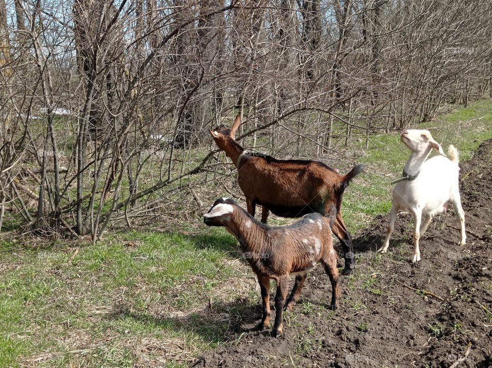 Goats on a walk in the forest, next to an agricultural field.