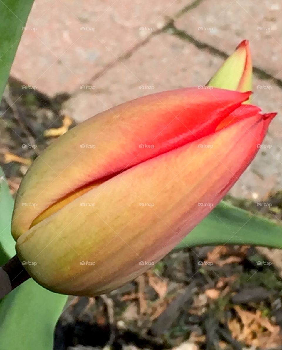 Tulip bud 
