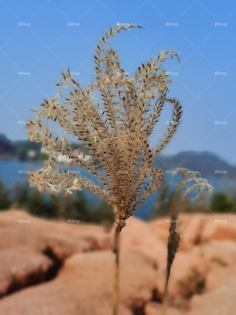 Chinese silvergrass