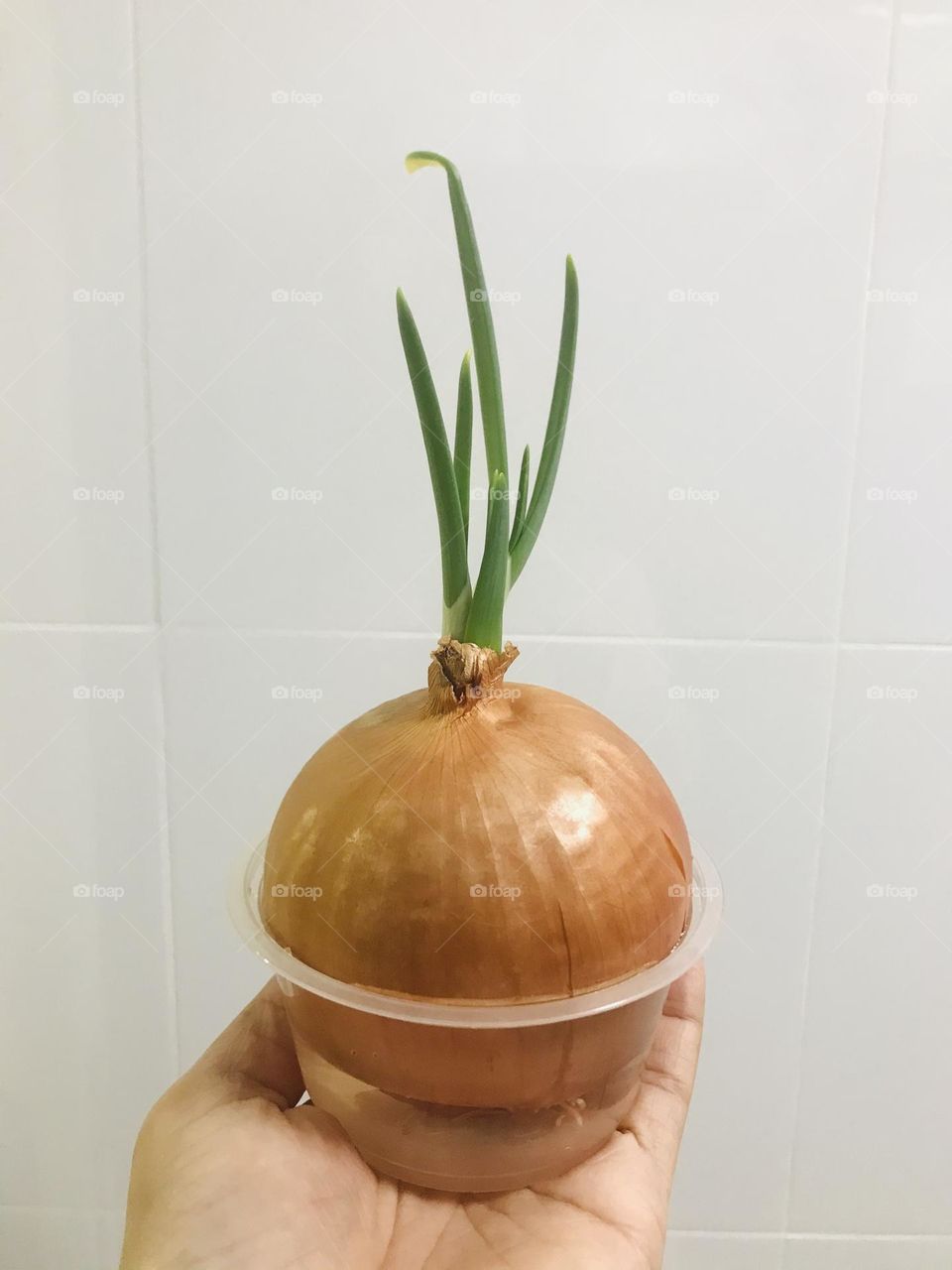 onion bulbs