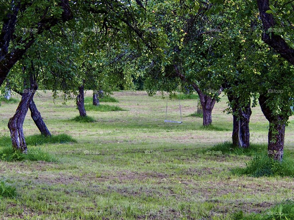 Swings in the old garden