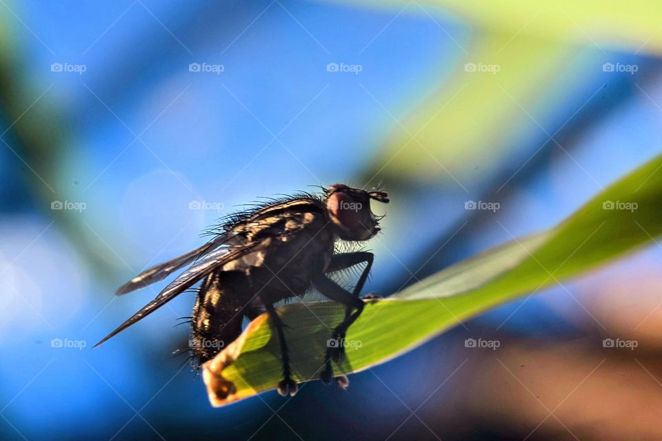 close up macro picture from an angry looking fly  who seems determined to hold on to his green blade of grass in the wind